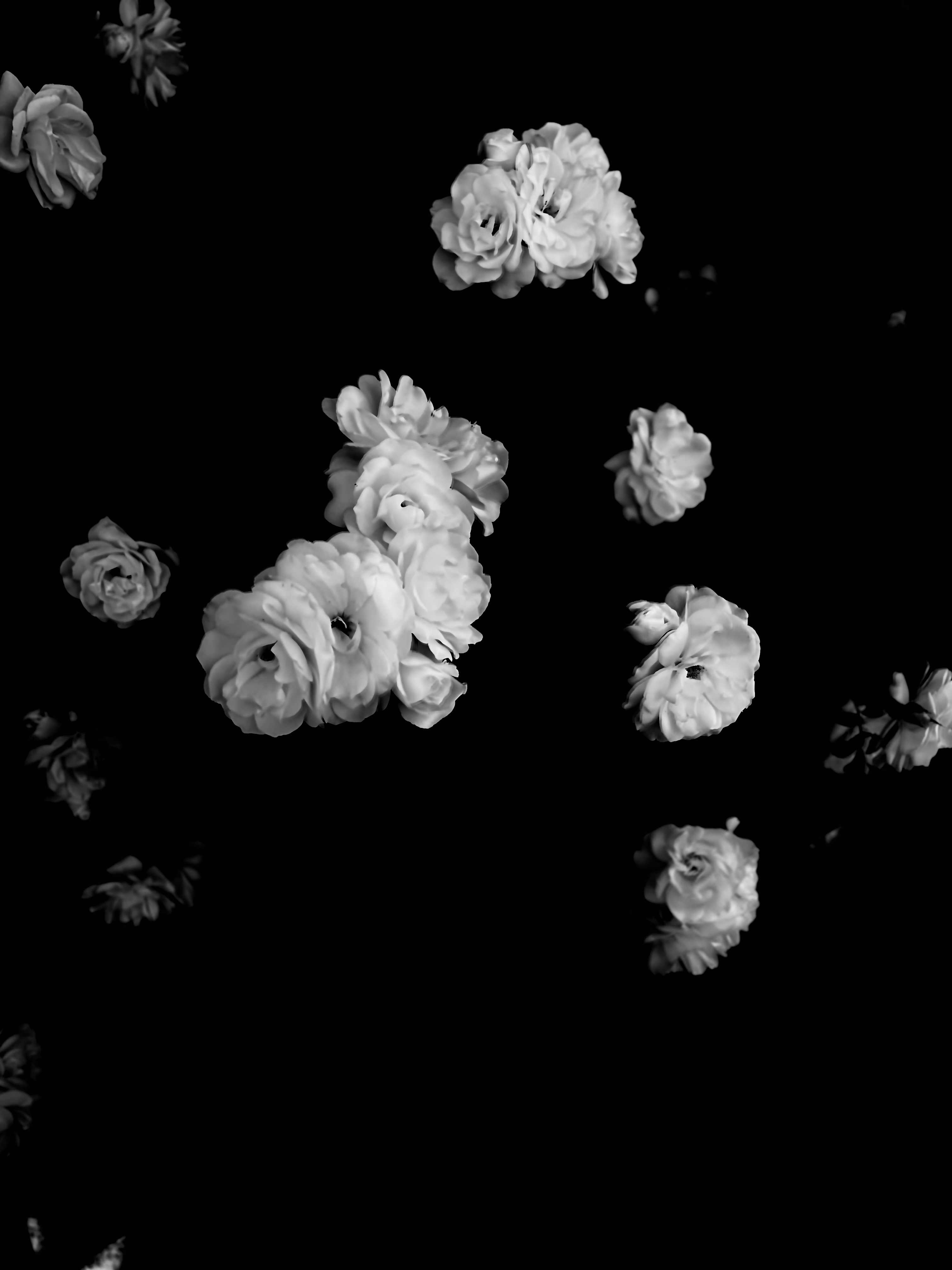 Petals