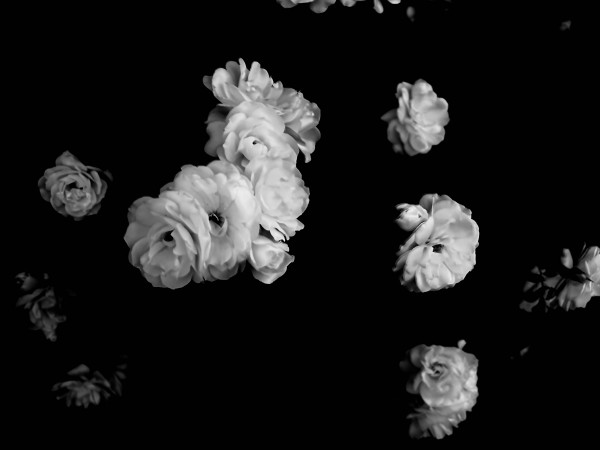 Petals