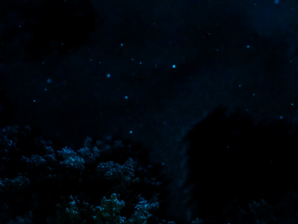 Snowflake Constellations